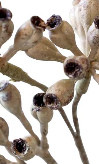 Decoratieve tak Colmore 