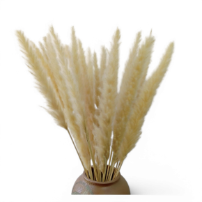 Pampus Riet Gedroogd